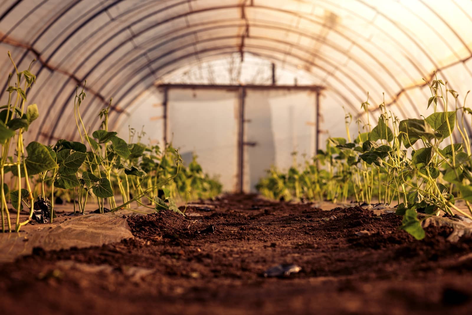 Commercial Hoop House System - Olathe, KS