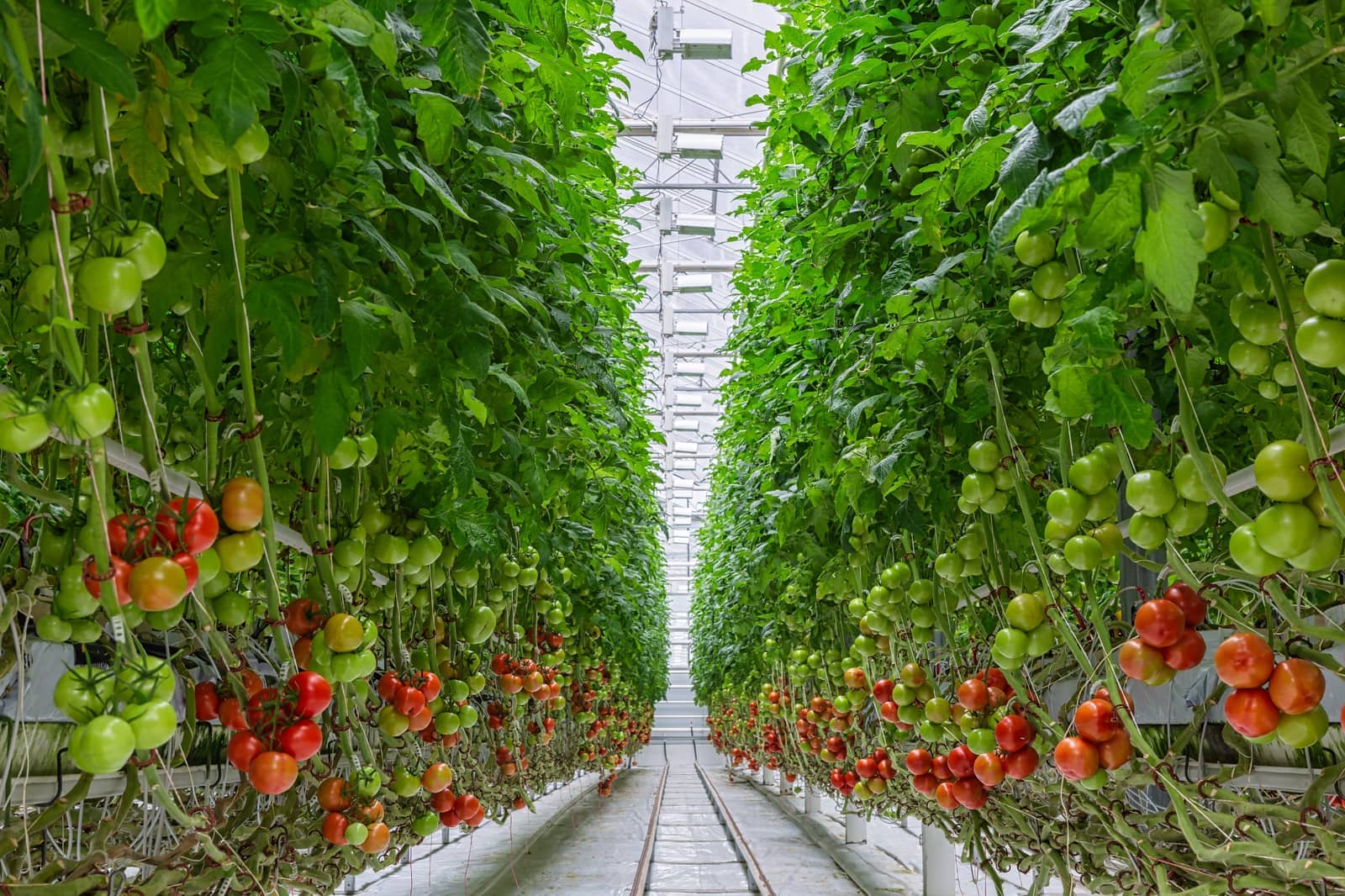 Commercial Hydroponic Facility - Lenexa, KS